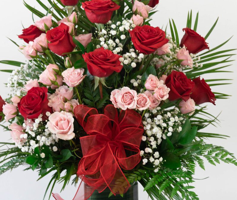 red roses pink. two tone
