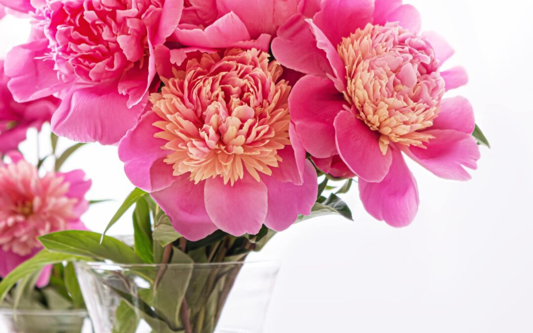 Cómo cuidar tus peonías y disfrutar de arreglos florales duraderos