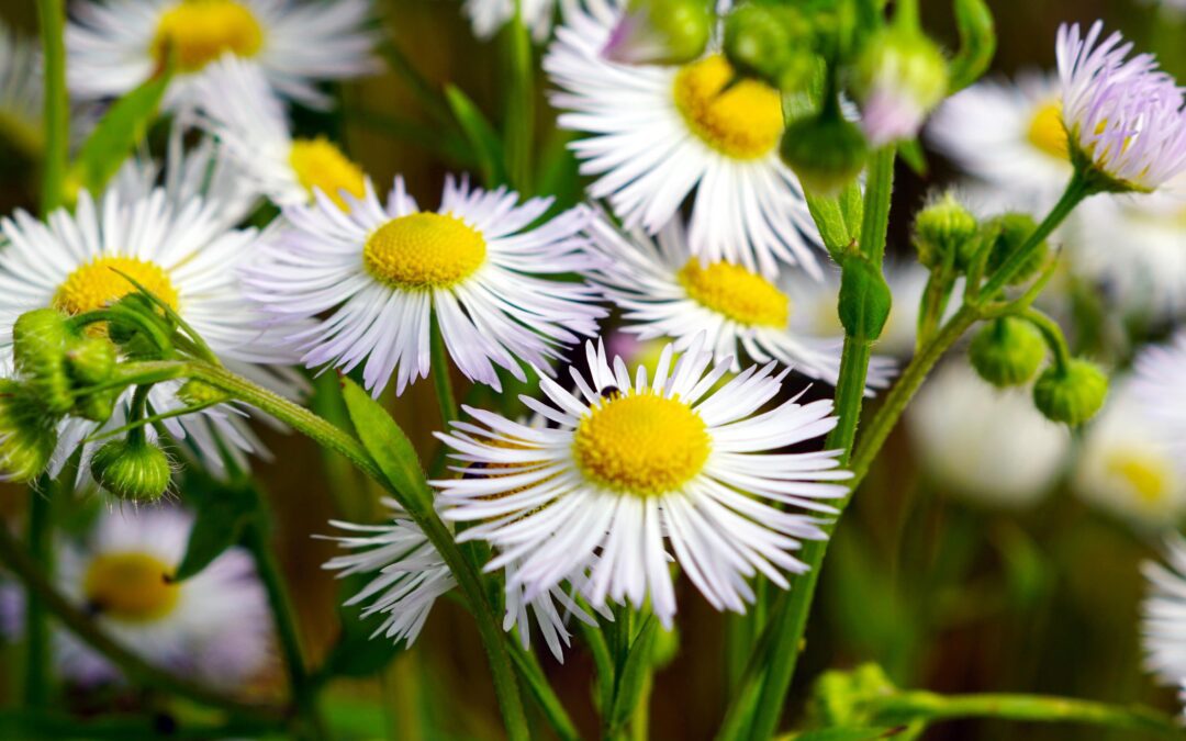 Guía Completa: 26 Tipos de Flores y Follajes para Arreglos Únicos